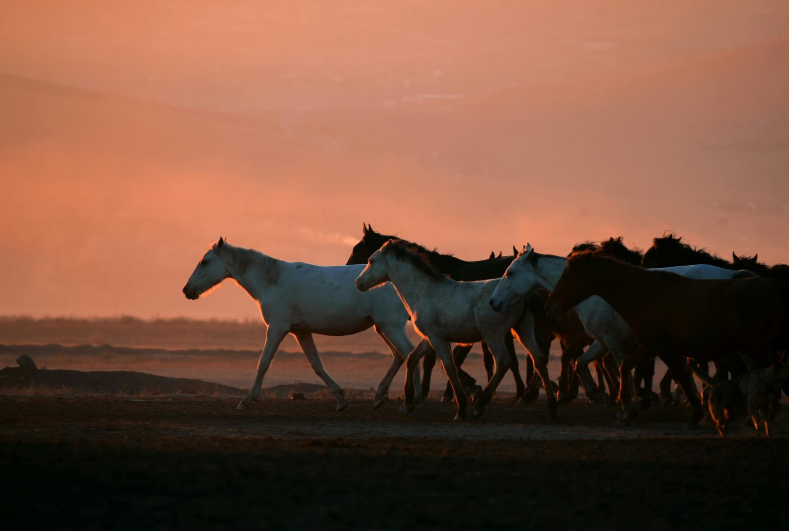 A stunning capture of wild horses in a grassland in Kayseri during a sunset.